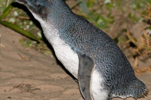 Little penguin - жител на южното полукълбо Little penguin - жител на южното полукълбо